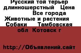 Русский той-терьер длинношерстный › Цена ­ 7 000 - Все города Животные и растения » Собаки   . Тамбовская обл.,Котовск г.